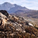 Кооперативный симулятор охотника Hunting Simulator 3 выйдет осенью на ПК и консолях